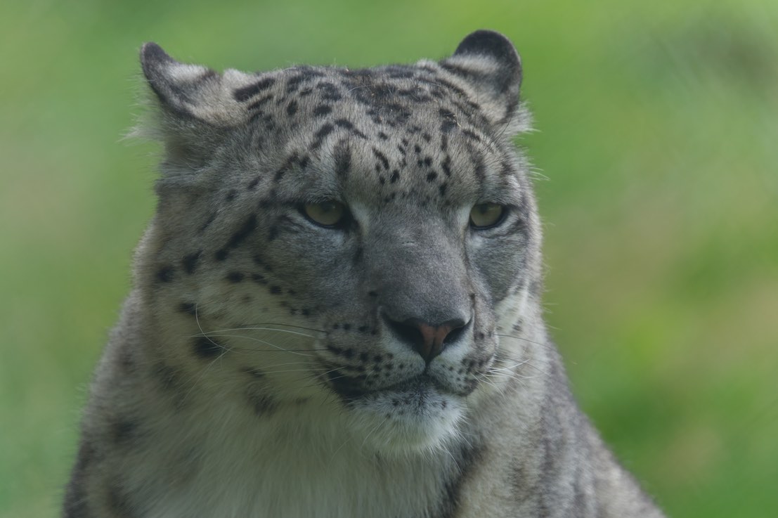 Snow Leopard 0819